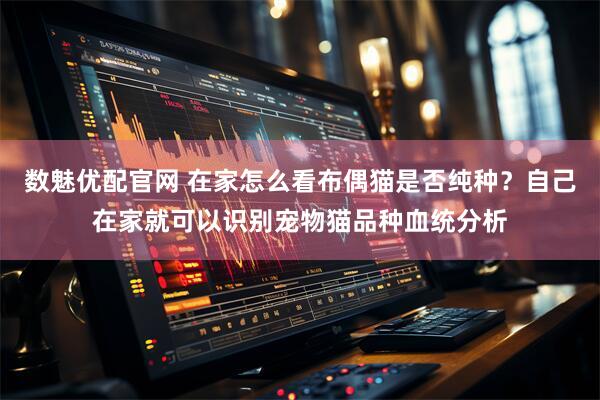 数魅优配官网 在家怎么看布偶猫是否纯种？自己在家就可以识别宠物猫品种血统分析