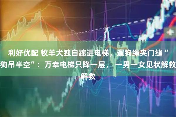 利好优配 牧羊犬独自蹿进电梯，遛狗绳夹门缝“狗吊半空”：万幸电梯只降一层， 一男一女见状解救